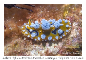 Ocellated Phyllidia