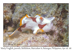 Warty Frogfish