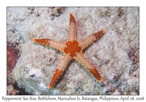 Peppermint Sea Star