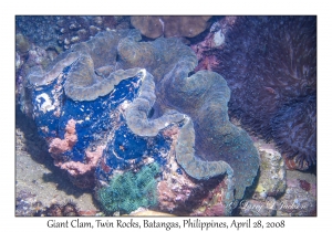 Giant Clam