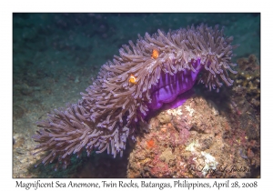 Magnificent Sea Anemone