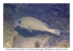 Gold-spotted Sweetlips