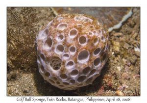 Golf Ball Sponge