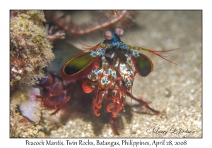 Peacock Mantis