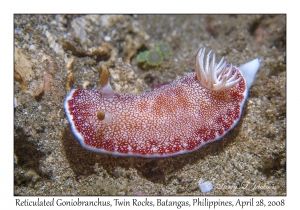 Reticulated Goniobranchus