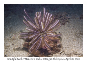 Beautiful Feather Star