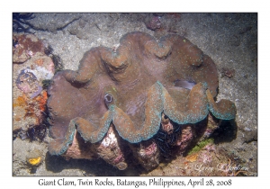 Giant Clam