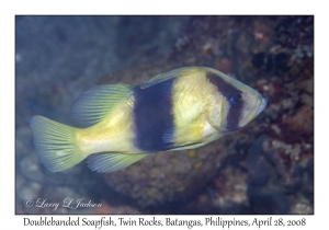 Doublebanded Soapfish