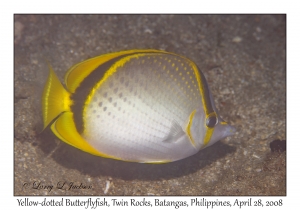 Yellow-dotted Butterflyfish