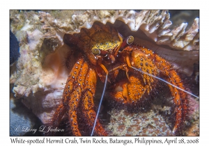 White-spotted Hermit Crab