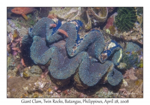 Giant Clam