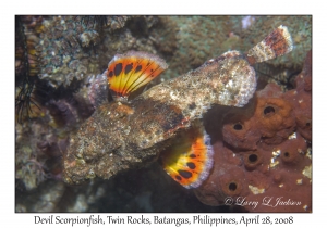 Devil Scorpionfish