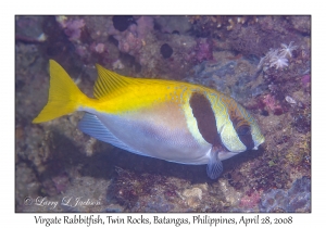 Virgate Rabbitfish