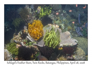 Schlegel's Feather Stars