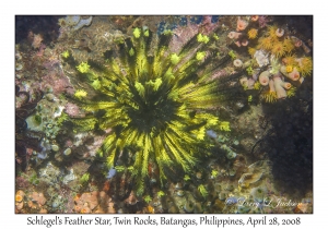 Schlegel's Feather Star