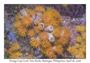 Orange Cup Coral