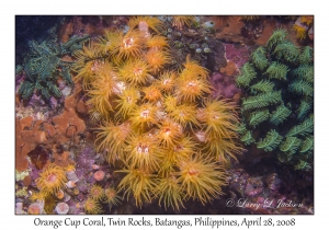 Orange Cup Coral