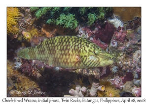 Cheek-lined Wrasse