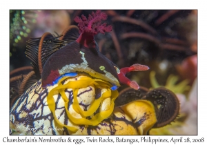 Chamberlain's Nembrotha & eggs