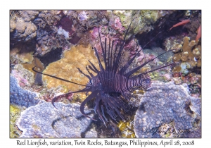 Red Lionfish