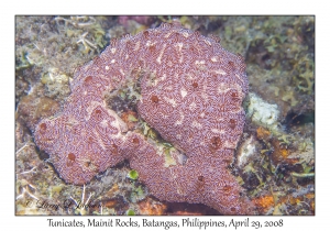 Tunicates