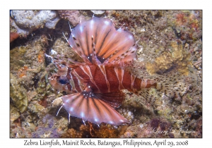 Zebra Lionfish