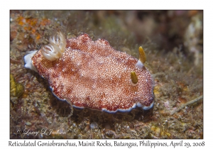 Reticulated Goniobranchus