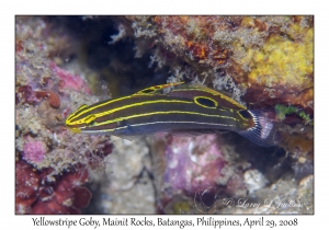 Yellowstripe Goby