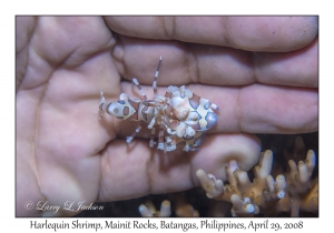 Harlequin Shrimp