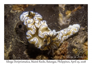 Siboga Doriprismatica