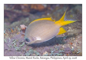 Yellow Chromis