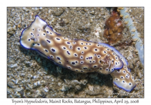 Tryon's Hypselodoris