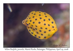 Yellow Boxfish