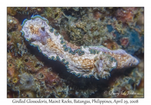 Girdled Glossodoris