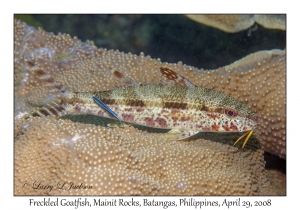 Freckled Goatfish