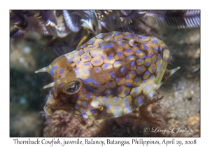 Thornback Cowfish