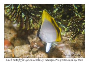 Lined Butterflyfish