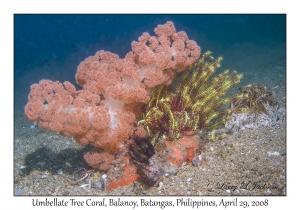 Umbellate Tree Coral