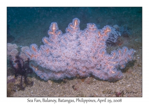 Sea Fan