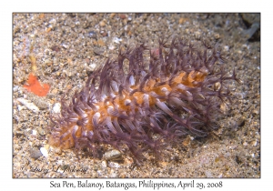 Sea Pen