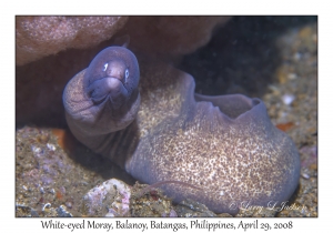 White-eyed Moray