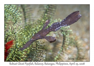 Robust Ghost Pipefish