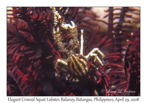 Elegant Crinoid Squat Lobster