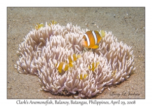 Clark's Anemonefish