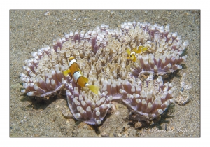 Beaded Sea Anemone