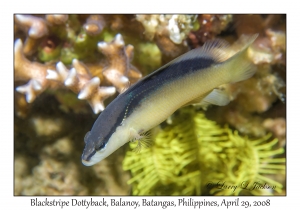 Blackstripe Dottyback