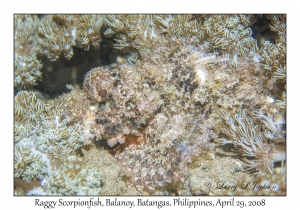 Raggy Scorpionfish