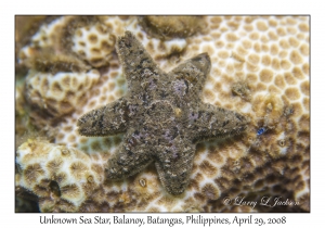 Unknown Sea Star