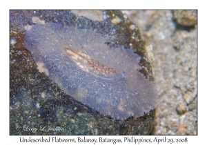 Undescribed Flatworm