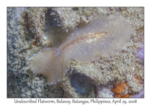 Undescribed Flatworm